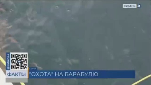 До декабря продлится пик сезона ловли барабули в Сочи