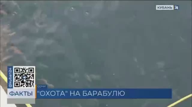 До декабря продлится пик сезона ловли барабули в Сочи