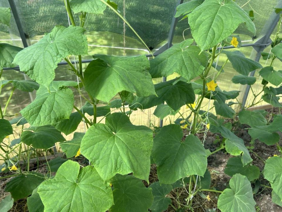 Три места, где огурцы не вырастут: как избежать фиаско на грядках