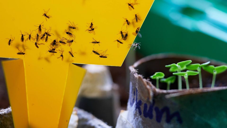 Комары больше не взбесят своим мерзким писком: вот какую ловушку им приготовьте