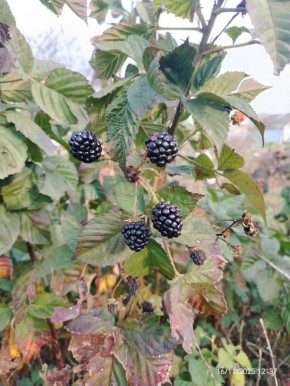 О погоде на 20 ноября. В Краснодарском крае облачно с прояснениями