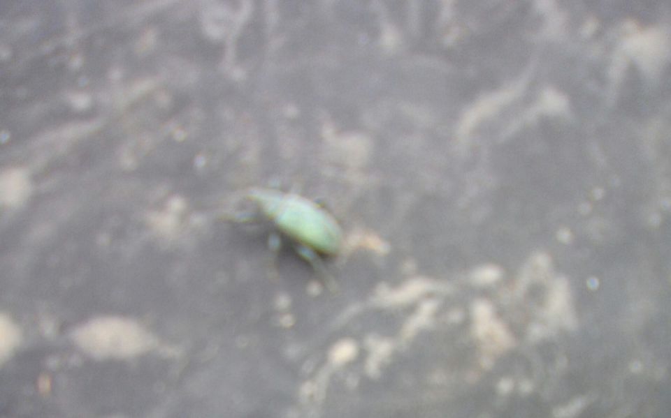 Как защитить землянику от опасного долгоносика в мае