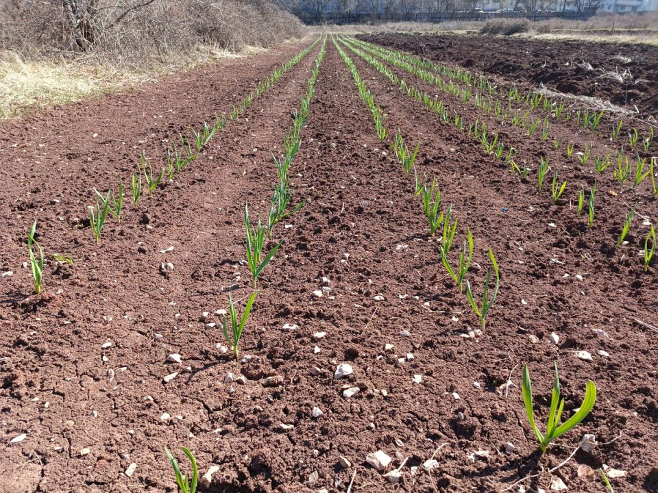 Как правильно выбрать место для озимого чеснока: советы для садоводов