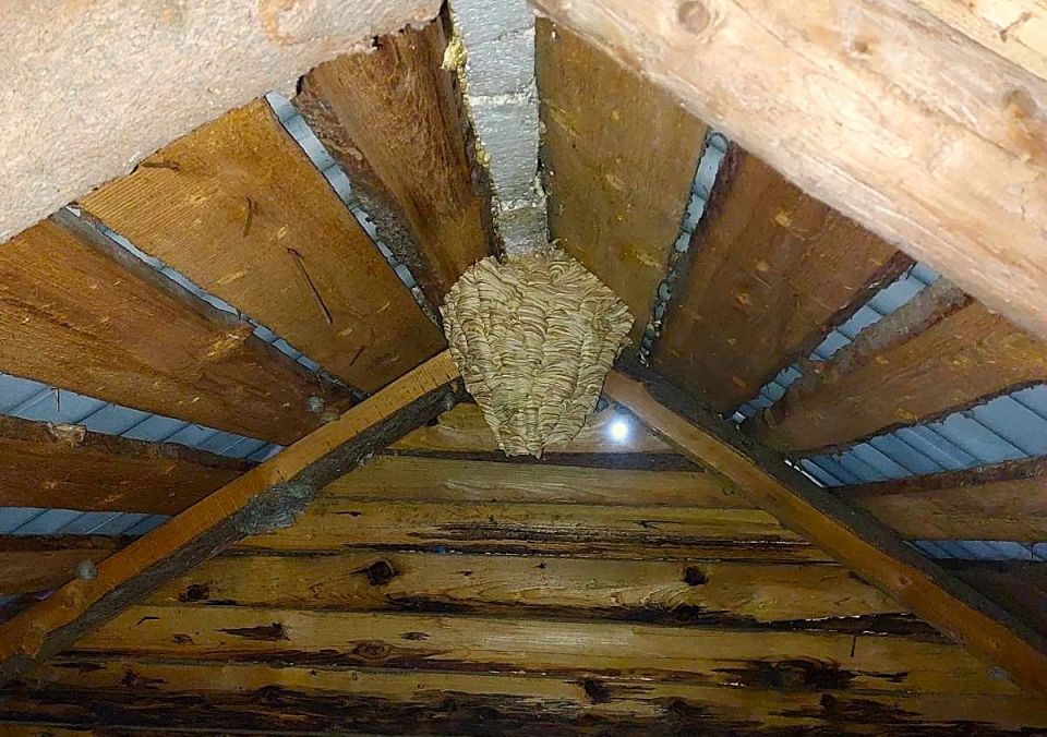 Как избавиться от шершней и ос зимой: практическое руководство для дачников