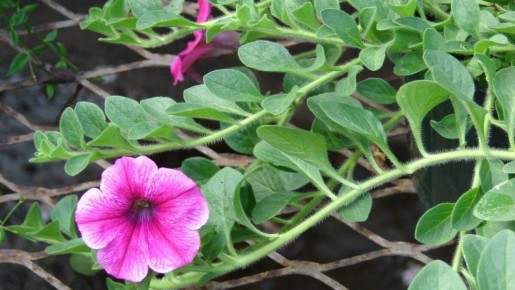 Как правильно ухаживать за рассадой петунии: секреты успешного роста