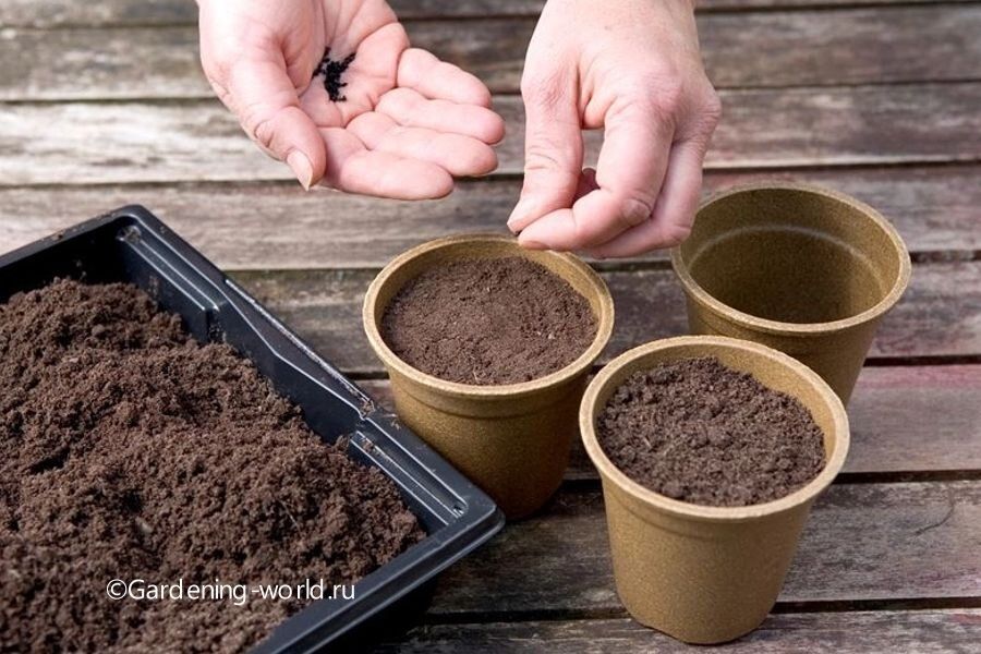 Как эффективно стратифицировать семена в условиях домашнего хозяйства