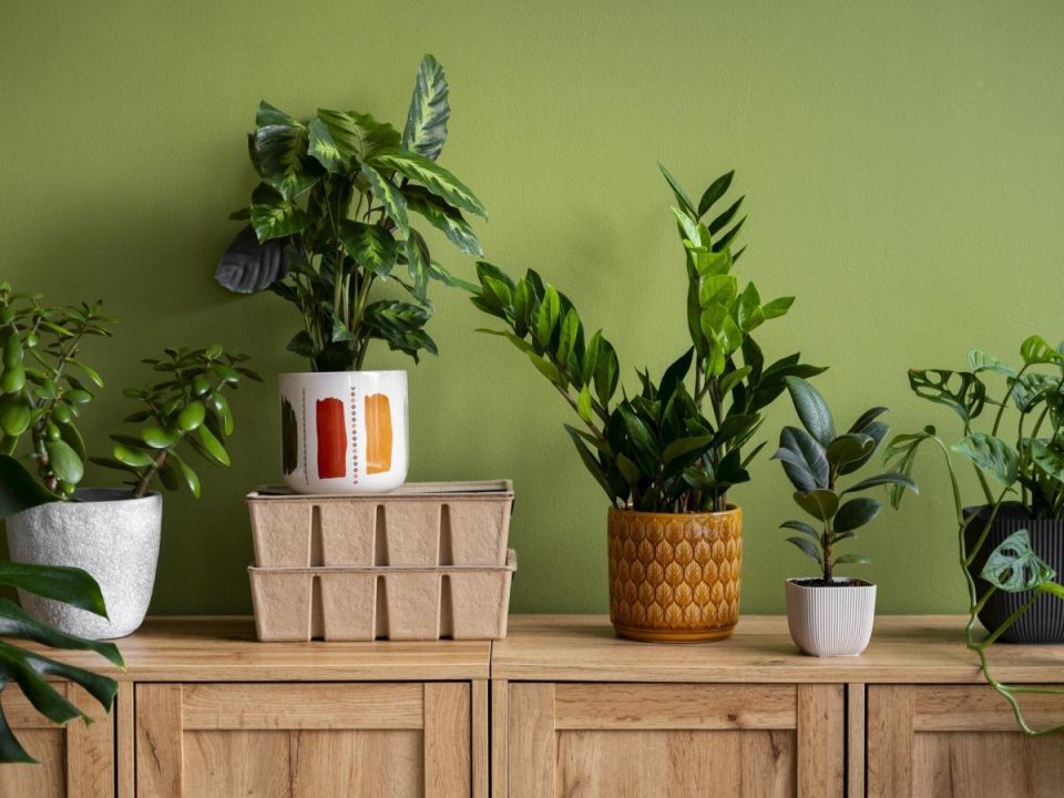 Правильный выбор горшка для крепких и здоровых растений