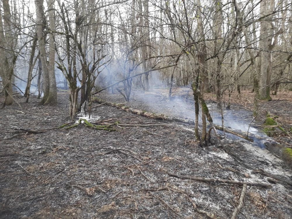 Главное 24 ноября:. 1Лесные пожары тушат в Абинском и Северском районах Главное 24 ноября:. 1Лесные пожары тушат в Абинском и Северском районах