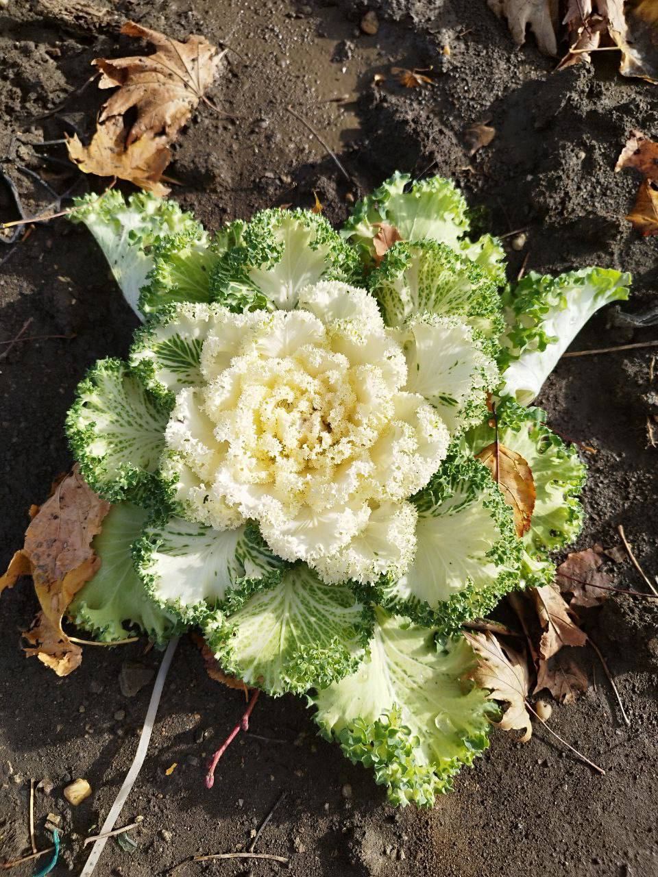 О погоде на 25 ноября. В Краснодарском крае переменная облачность О погоде на 25 ноября. В Краснодарском крае переменная облачность