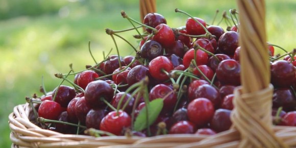 Как поддержать здоровье вишни в июле: секреты грамотной подкормки