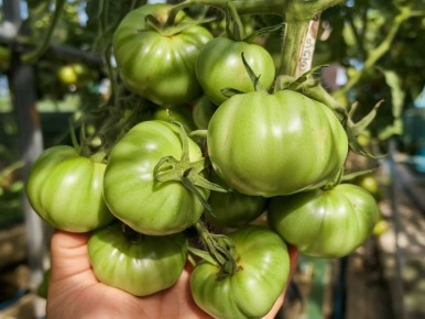 Как одна ложка может превратить ваши томаты в гигантов: секреты успешного урожая