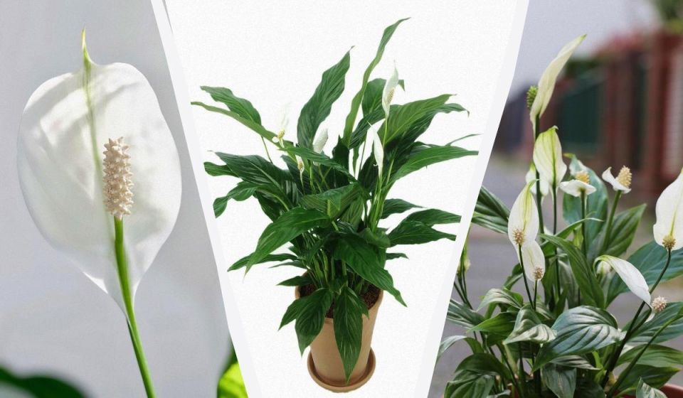 Секреты зимнего ухода за спатифиллумом