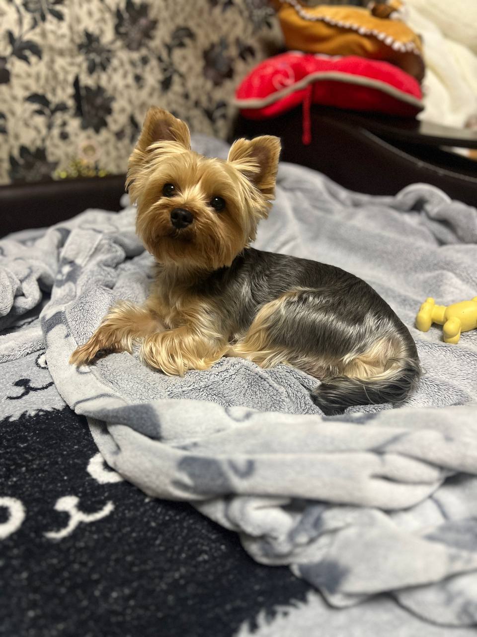 Доброе утро, Кубань!. Краснодар +11 °С Доброе утро, Кубань!. Краснодар +11 °С