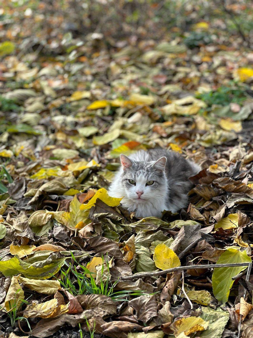 О погоде на 2 декабря. В Краснодарском крае облачно О погоде на 2 декабря. В Краснодарском крае облачно
