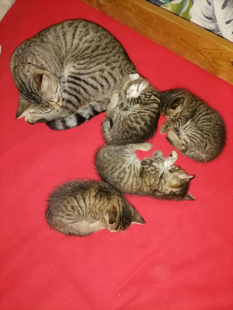 Доброе утро, Кубань!. Краснодар +11 °С Доброе утро, Кубань!. Краснодар +11 °С