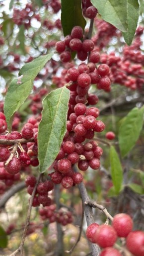 О погоде на 5 декабря. В Краснодарском крае переменная облачность