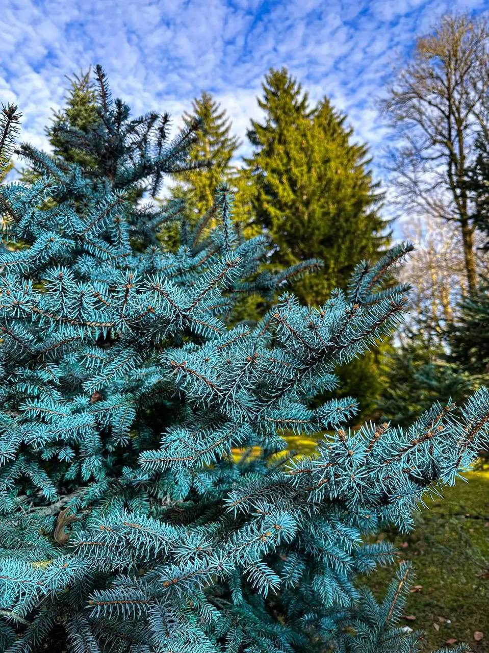 О погоде на 6 декабря. В Краснодарском крае облачно с прояснениями О погоде на 6 декабря. В Краснодарском крае облачно с прояснениями