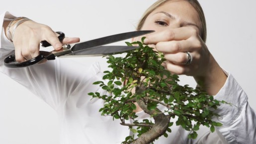 Не проморгайте момент: вот когда лучше всего обрезать дачные деревья