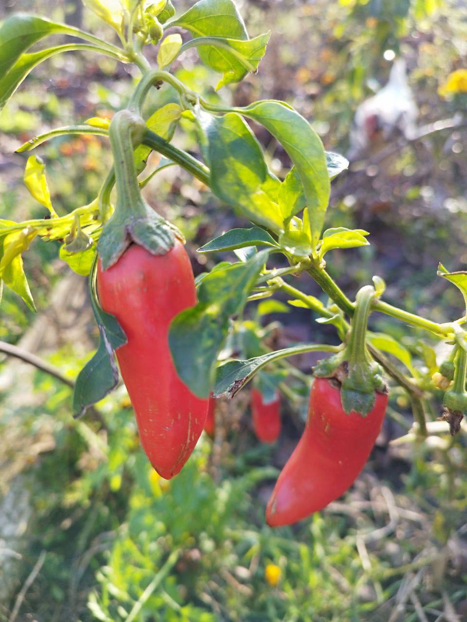 О погоде на 7 декабря. В Краснодарском крае облачно с прояснениями О погоде на 7 декабря. В Краснодарском крае облачно с прояснениями