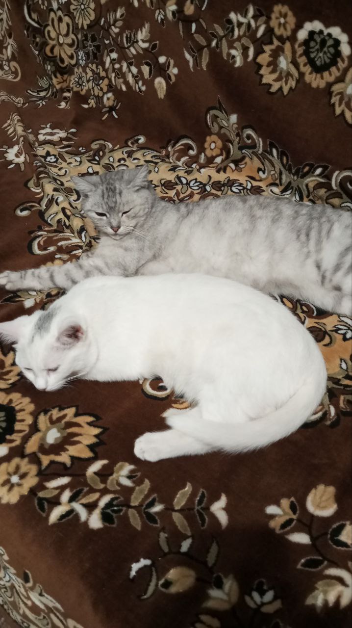 Доброе утро, Кубань!. Краснодар +5 °С Доброе утро, Кубань!. Краснодар +5 °С