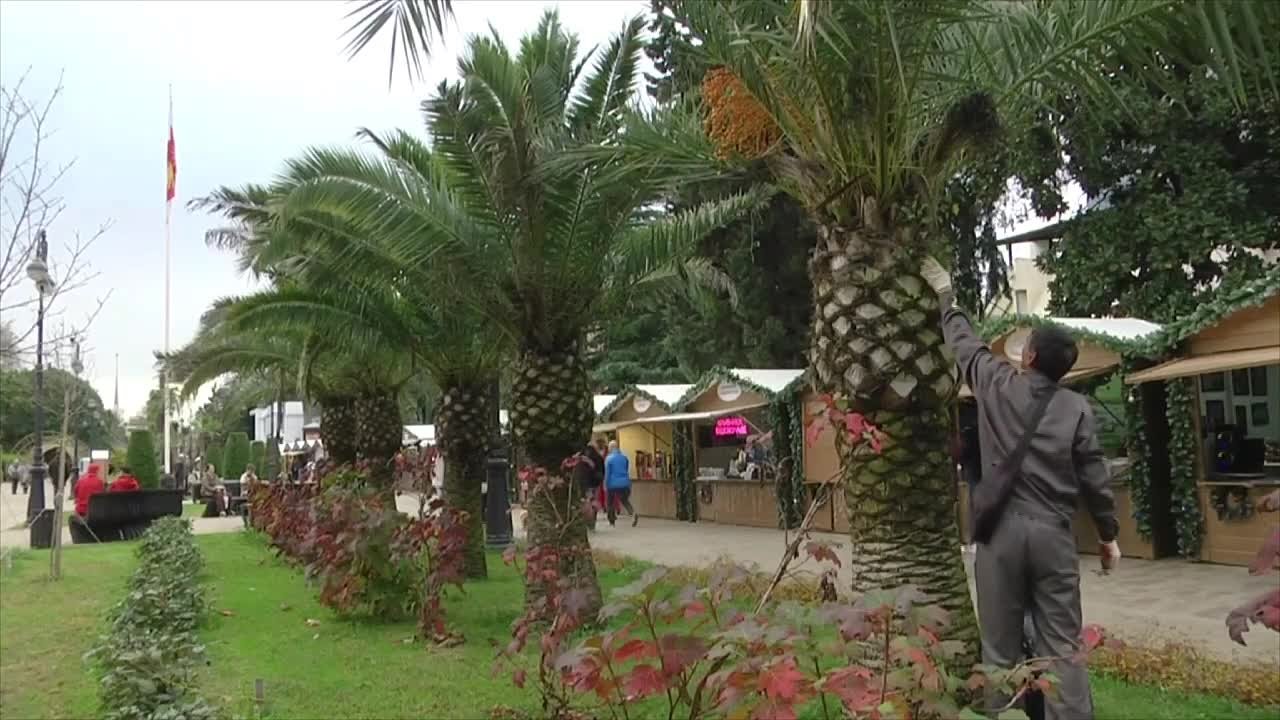 В Сочи приступили к зимнему укрытию субтропических растений