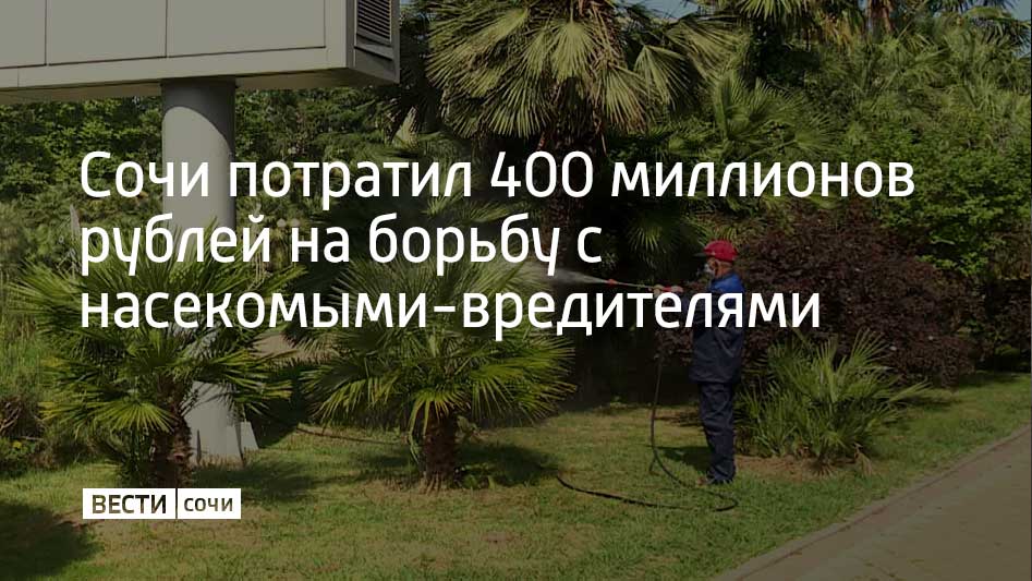 В 2025 году из муниципального бюджета Сочи было выделено 400 миллионов рублей на лечение деревьев и борьбу с вредителями, рассказал мэр города Андрей Прошунин
