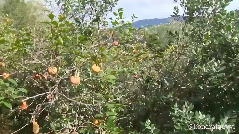 � ���� ����������� ���� ������ � �����