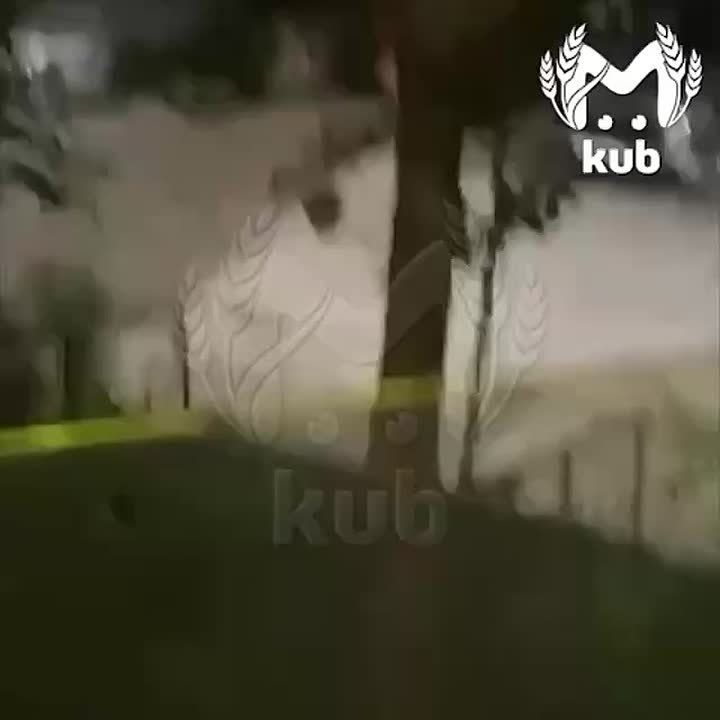 "Не писать на колёса!". Сочинские мишки продолжают кошмарить людей