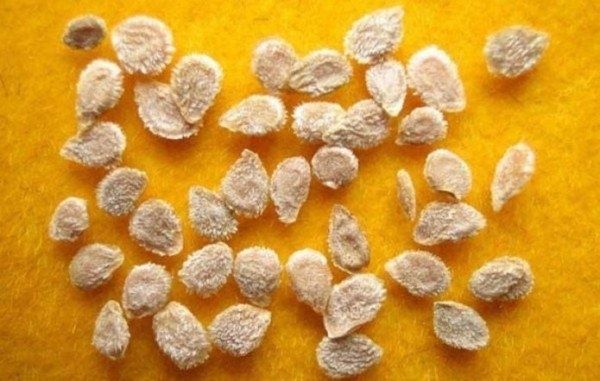 ��� ���������� ������������ ������ ��������� � ������� ��������� ������