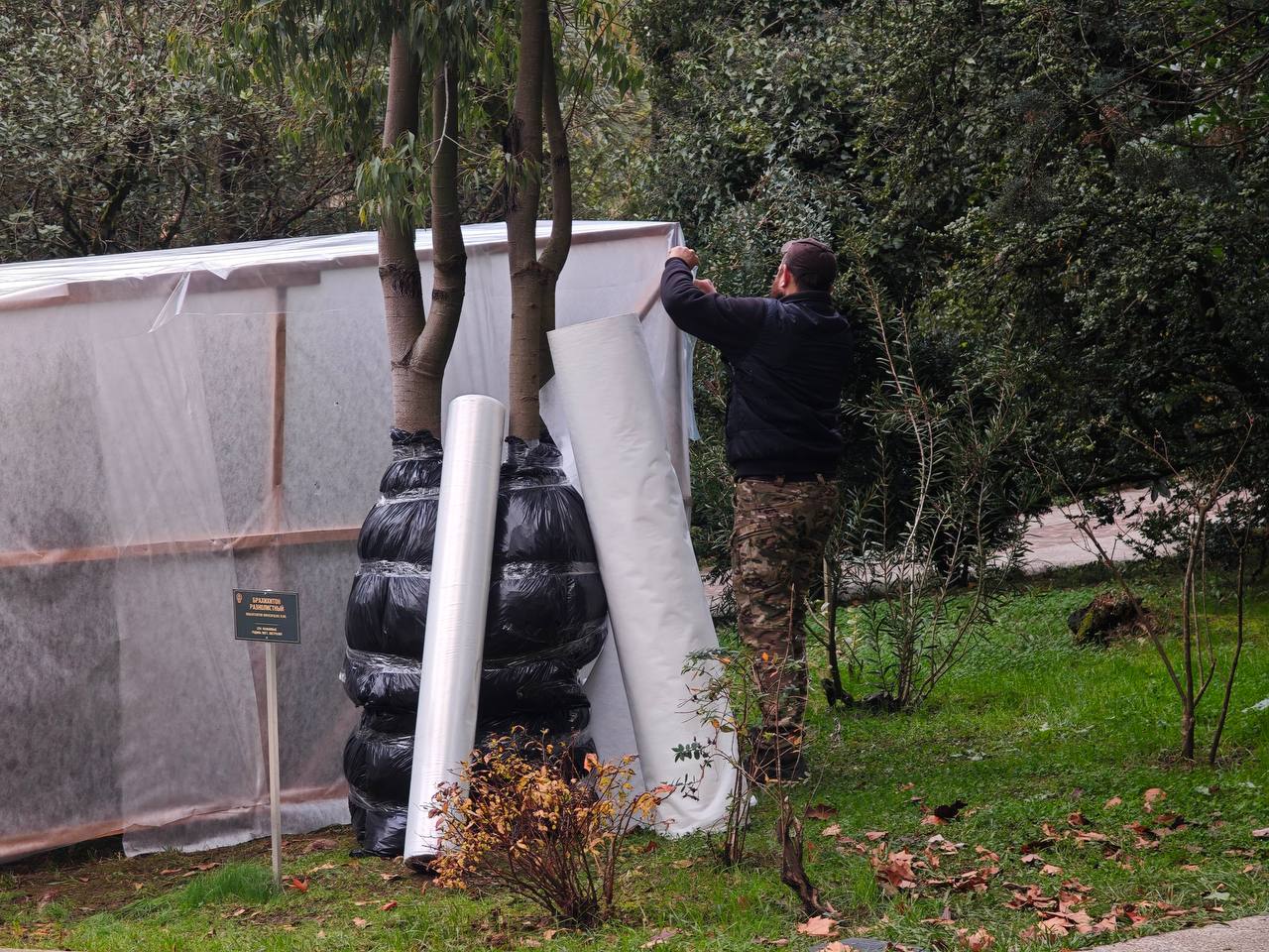 Южные растения укрыли от холодов в сочинском дендропарке Южные растения укрыли от холодов в сочинском дендропарке