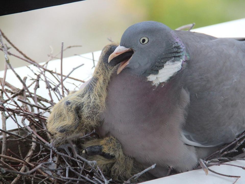 ��� ���������� �� ������� � ������� ����������� ��������