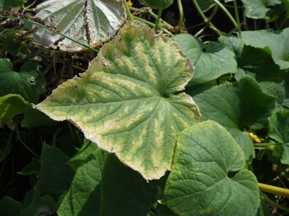 ������������: ��� �������� ���� �������� �� ������� �������