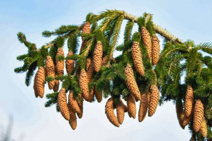 ��� �� ������������ 19 �������: