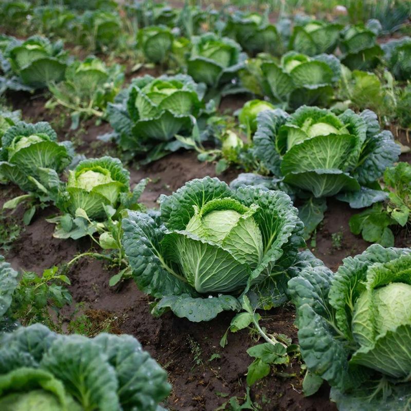 ���������� ������ ������� �������: ��� ����� �����