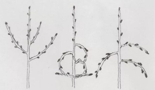 ����������� ������������ �������: ������� ������������ �������� ��������