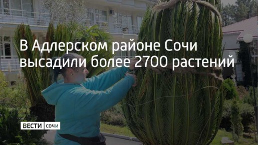 За 2025 год в Адлерском районе Сочи высажено 2719 новых растений, рассказали в городской администрации