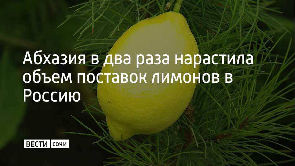 В 2025 году наблюдается значительное увеличение объемов экспорта лимонов из Абхазии в Россию