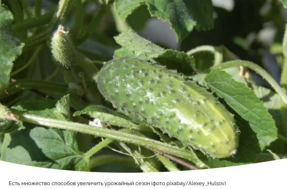 ����������� ������ ��������� ������������ �������