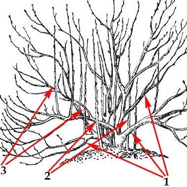 ��� ��������� �������� ��������� ������: ������� ��������� �����