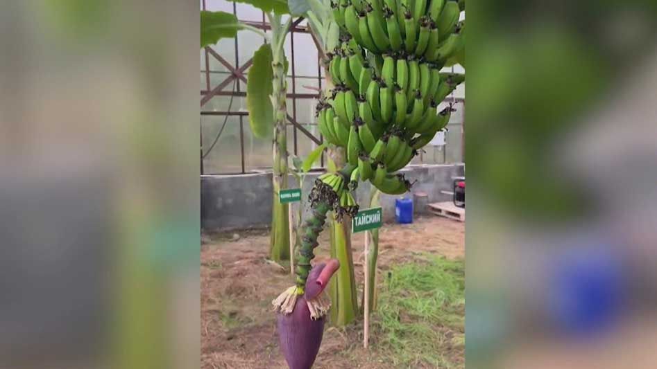 � ������� ������� ������ ������ �������