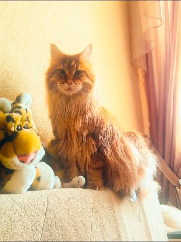 ������ ����, ������!. ��������� +4��