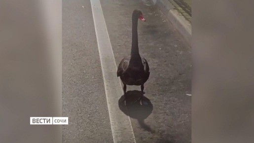 ���������� ������� ������ ������� � ���� "���������" � ����