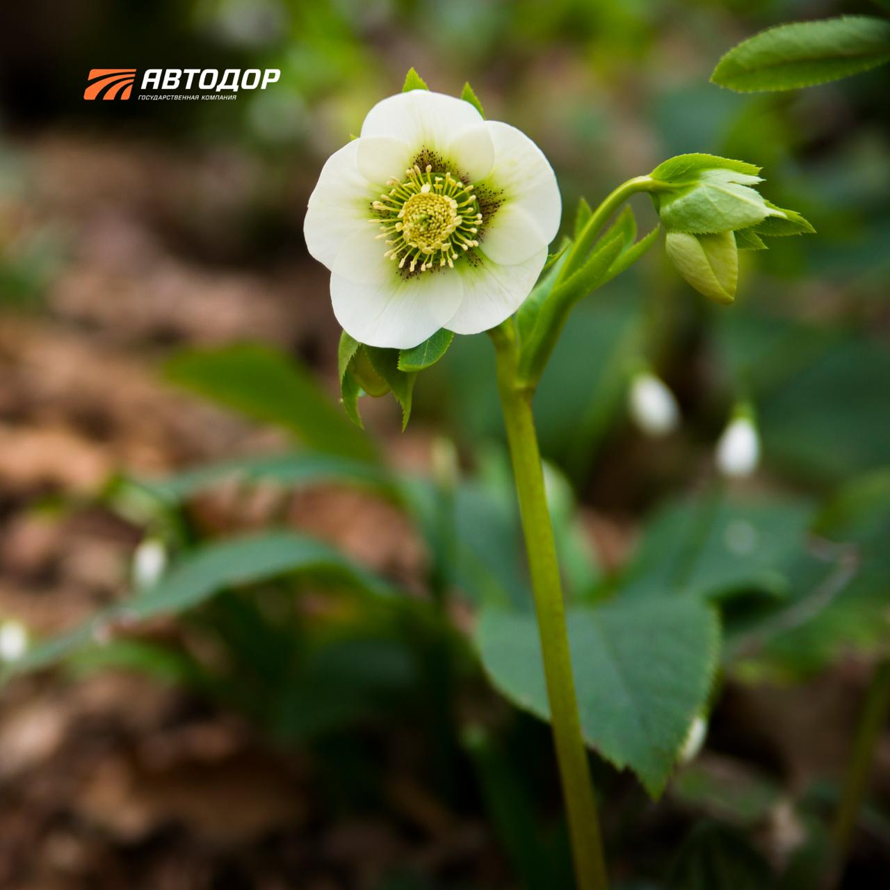 Новогоднюю сказку «Двенадцать месяцев» каждый год можно наблюдать в лесах вблизи Сочи Новогоднюю сказку «Двенадцать месяцев» каждый год можно наблюдать в лесах вблизи Сочи