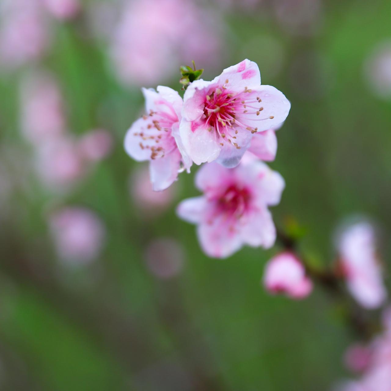 Новогоднюю сказку «Двенадцать месяцев» каждый год можно наблюдать в лесах вблизи Сочи Новогоднюю сказку «Двенадцать месяцев» каждый год можно наблюдать в лесах вблизи Сочи