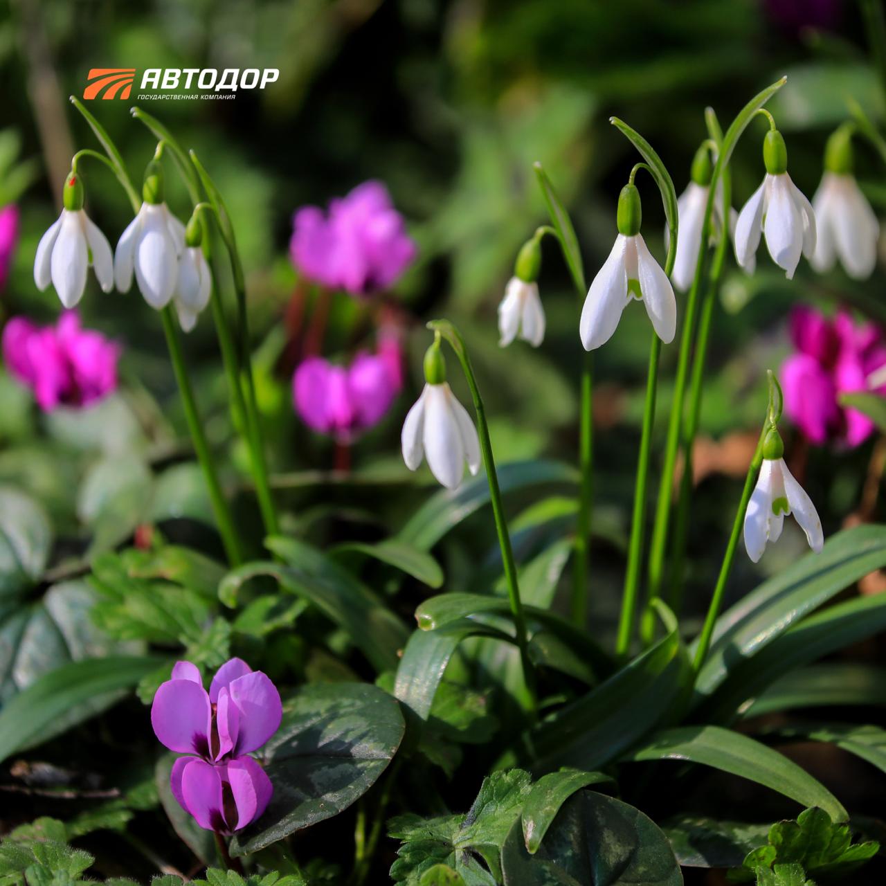 Новогоднюю сказку «Двенадцать месяцев» каждый год можно наблюдать в лесах вблизи Сочи Новогоднюю сказку «Двенадцать месяцев» каждый год можно наблюдать в лесах вблизи Сочи