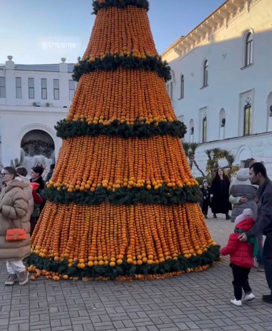 Самая ароматная ёлка Нового года Самая ароматная ёлка Нового года