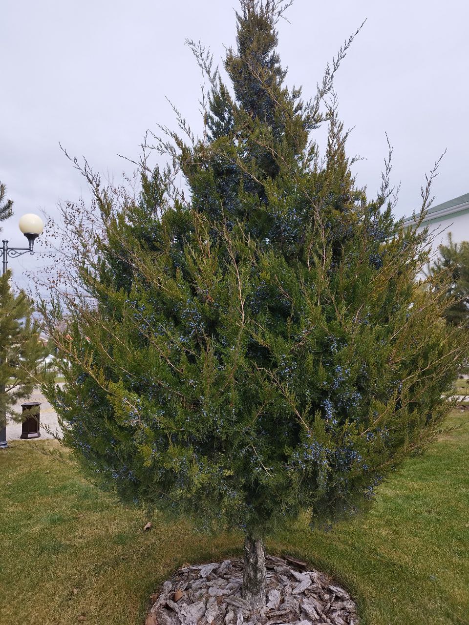 О погоде на 6 января . В Краснодарском крае переменная облачность О погоде на 6 января . В Краснодарском крае переменная облачность