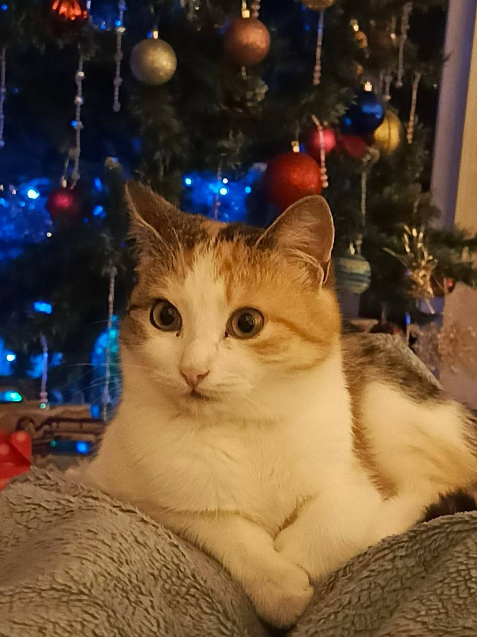 О погоде на 7 января. В Краснодарском крае переменная облачность О погоде на 7 января. В Краснодарском крае переменная облачность