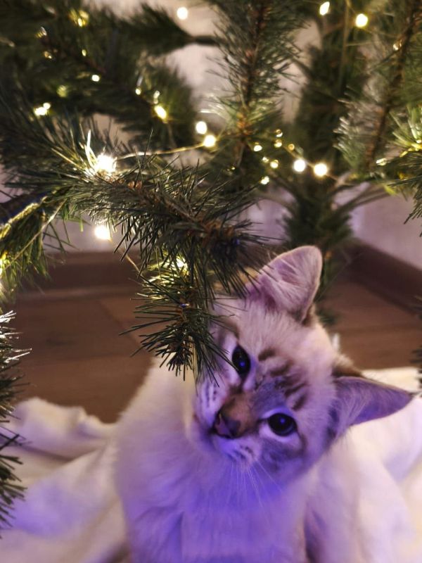 ������ ����, ������!. ��������� +4�+16 ��