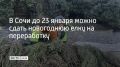 В Сочи стартовала ежегодная экологическая акция "Елку в переработку"